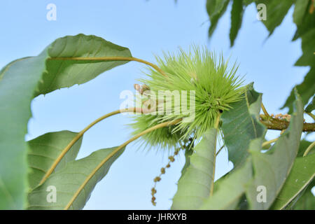 Lockige Kastanien locken immer noch auf dem Baum Stockfoto