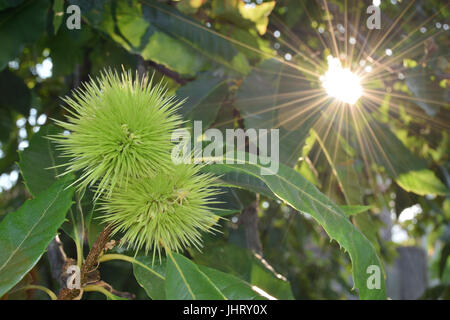 Lockige Kastanien locken immer noch auf dem Baum Stockfoto