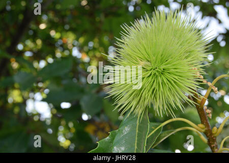 Lockige Kastanien locken immer noch auf dem Baum Stockfoto