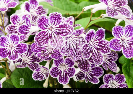 Streptocarpus, Polka Dots lila Stockfoto