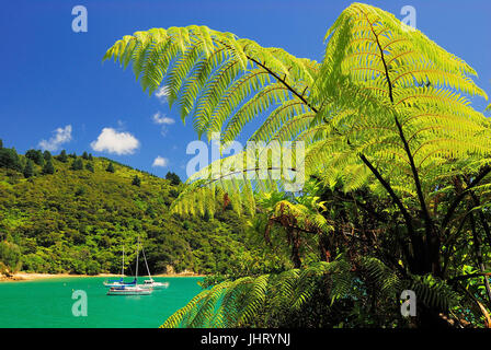 "Bucht in Te Mahia, Kenepuru Sound, Marlborough sounds-Nationalpark, Südinsel Neuseeland; Februar ", Bucht in Te Mahia, Kenepuru Sound, Marlborou Stockfoto