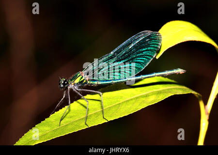 Männchen der blauen Flügel Pracht Libelle, Calopteryx Virgo,, Männchen der Blauflügelprachtlibelle Stockfoto