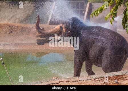 Phoenix, USA, 15. Juli 2017, Elefanten stehen am Ende des Pools mit angehobenen Stamm während Elefanten Dusche im Winter im Juli im Zoo von Phoenix.  Bildnachweis: Michelle Jones - Arizona/Alamy Live-Nachrichten. Stockfoto