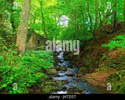 Ein Wald Bach, überladen mit Felsen fließt zwischen einem hohen steilen Bahndamm bedeckt in den Bäumen und der Wand eine lange verlassene Wassermühle. Stockfoto