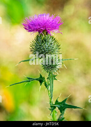 Close up of a purple plume thistle wildflower in the summer sun in full bloom Stockfoto