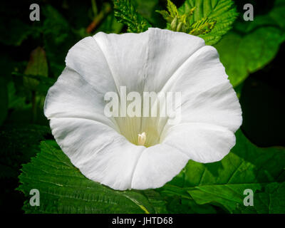 Nahaufnahme von einem brillanten weißen trompetenförmigen Hedge Ackerwinde Blume in voller Blüte. Stockfoto