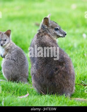 Red-necked oder Bennett Wallaby (Macropus Rufogriseus), gefangen Erwachsenfrau, West Sussex, UK. Stockfoto