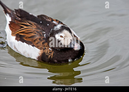 Eisente (Clangula Hyemalis), Drake in der Zucht Gefieder, Gefangenschaft, West Sussex, England, UK. Stockfoto