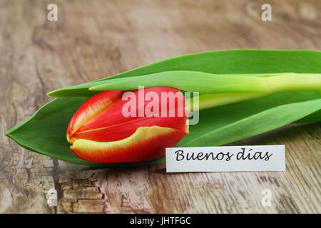 Buenos Dias (guten Morgen in Spanisch) mit roten und gelben Tulpe Stockfoto
