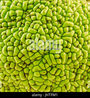 Grüne Früchte von Maclura Pomifera, auch bekannt als Osage Orange, Hedge-Apfel, Apfel Pferd, Superaffe-Kugel, Bois d ' Arc, Bodark, Bodock oder in rumänischer Sprache als "Lapt Stockfoto