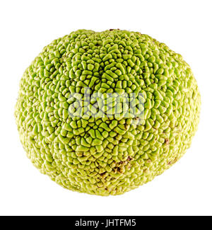 Grüne Früchte von Maclura Pomifera, auch bekannt als Osage Orange, Hedge-Apfel, Apfel Pferd, Superaffe-Kugel, Bois d ' Arc, Bodark, Bodock oder in rumänischer Sprache als "Lapt Stockfoto