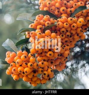 Ilex Verticillata, Winterberry, auch bekannt als Schwarz-Erle Winterberry, Kanada Stechpalme, Coralberry, Fieber bush, Inkberry, Possumhaw, Sumpf-Stechpalme, Vi Stockfoto