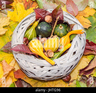 Alte Stroh Korb gefüllt mit Baby Kürbisse auf das bunte Herbstlaub Stockfoto