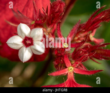 Bougainvillea rot Pflanze mit weißen Blümchen Stockfoto