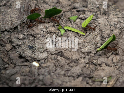 Ameisen tragen grüne Blatt-Teile zu ihrem nest Stockfoto