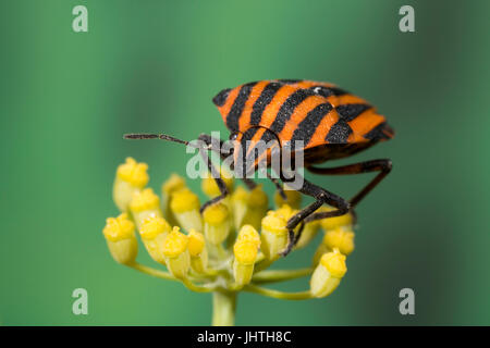 Rot und schwarz gestreift Stink Bug - Graphosoma lineatum Stockfoto