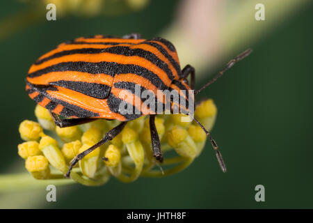 Rot und schwarz gestreift Stink Bug - Graphosoma lineatum Stockfoto