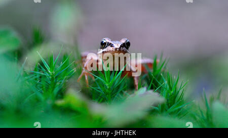 junge winzig kleinen Springfrosch (Rana Dalmatina) mit grossen Augen und grünes Moos Stockfoto