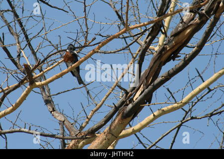 Megaceryle Maxima, Riesen Eisvogel Männchen Stockfoto