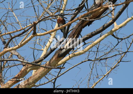 Megaceryle Maxima, Riesen Eisvogel Männchen Stockfoto