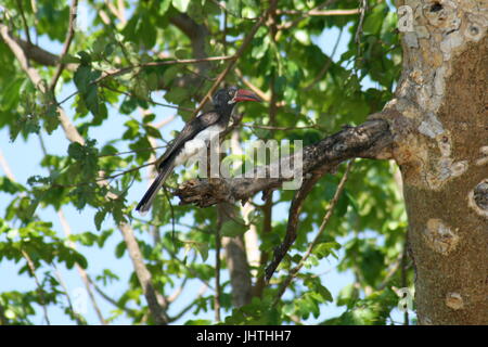 gekröntes Hornbill (Lophoceros Alboterminatus) Stockfoto