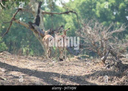 Aepyceros Melampus, Impala Stockfoto