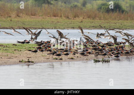 Afrikanische Skimmer (Rynchops Flavirostris) Stockfoto