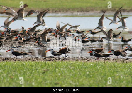 Afrikanische Skimmer (Rynchops Flavirostris) Stockfoto