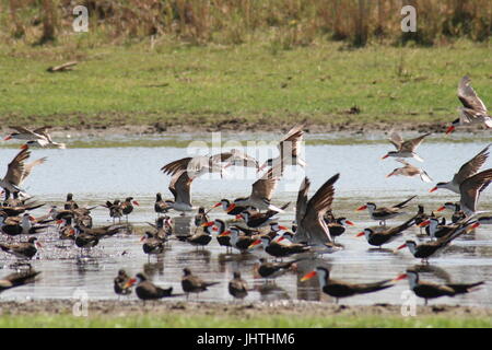 Afrikanische Skimmer (Rynchops Flavirostris) Stockfoto