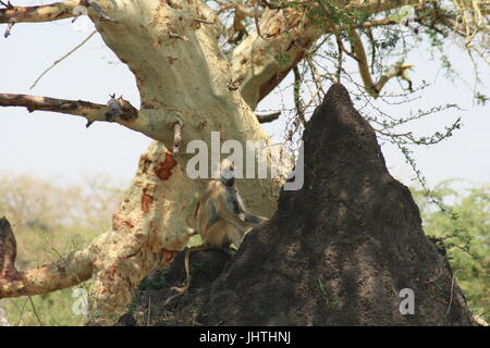 Papio Cynocephalus, Gelbe Pavian Stockfoto