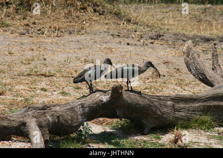 Hadeda oder Hadada Ibis Bostrychia hagedash Stockfoto
