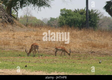 Aepyceros Melampus, Impala Stockfoto