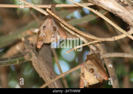 Epomophorus Wahlbergi, Wahlberg epauletted Flughund, Flughund, Fledermaus, Stockfoto