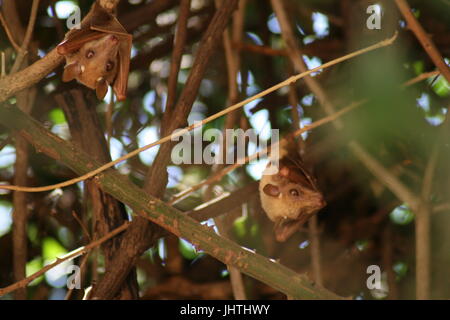 Epomophorus Wahlbergi, Wahlberg epauletted Flughund, Flughund, Fledermaus, Stockfoto