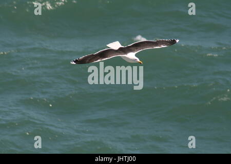 große schwarz-unterstützte Möve (Larus Marinus) Stockfoto