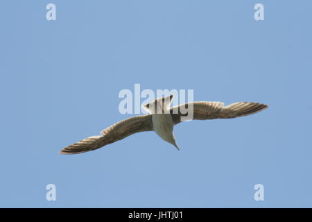 Europäische Silbermöwe, Larus argentatus Stockfoto