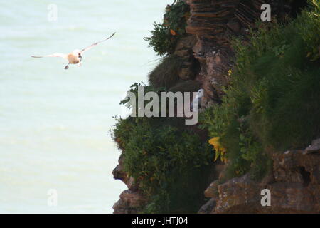 Fulmarus Cyclopoida, Northern Fulmar Fulmar Stockfoto