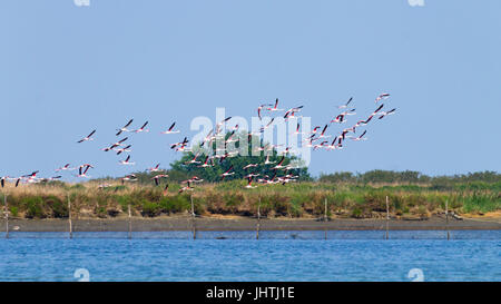 Herde von rosafarbenen Flamingos von "Delta del Po' Lagune, Italien. Natur panorama Stockfoto