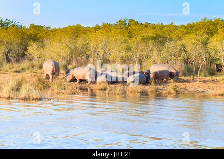 Herde der Flusspferde schlafen entlang von Isimangaliso Wetland Park, Südafrika. Safari in Tierwelt. Tiere in der Natur Stockfoto