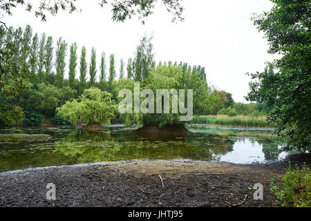 Osten Marsh Pool, Brandon Marsh Nature Reserve, Coventry, Warwickshire, UK Stockfoto