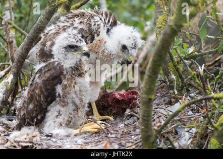 Bussard Küken in Lincolnshire uk Stockfoto