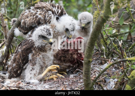 Bussard Küken in Lincolnshire uk Stockfoto