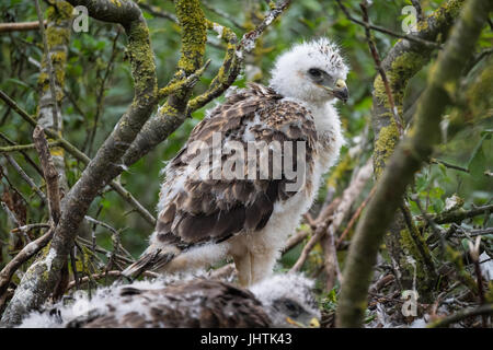 Bussard Küken in Lincolnshire uk Stockfoto