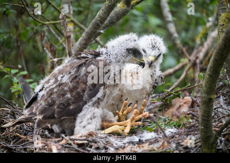 Bussard Küken in Lincolnshire uk Stockfoto