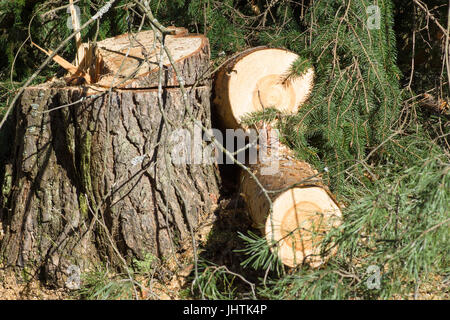 Stümpfe von gefällten Bäumen in einem Kiefernwald Stockfoto