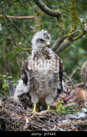 Bussard Küken in Lincolnshire uk Stockfoto