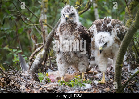 Bussard Küken in Lincolnshire uk Stockfoto