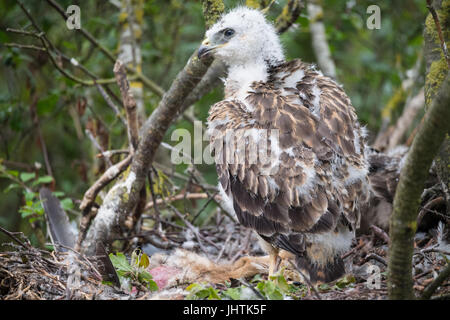 Bussard Küken in Lincolnshire uk Stockfoto