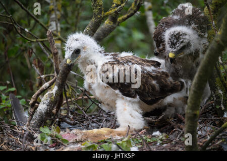 Bussard Küken in Lincolnshire uk Stockfoto