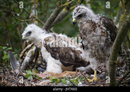 Bussard Küken in Lincolnshire uk Stockfoto